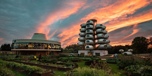 越看越像樹葡萄，但一點都不“土味”