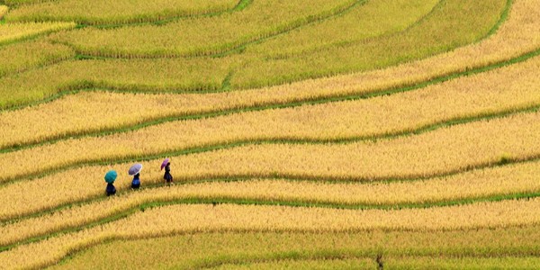 貴陽(yáng)市建筑設(shè)計(jì)院助力內(nèi)江市市中區(qū)全域土地綜合整治，共繪鄉(xiāng)村振興新藍(lán)圖